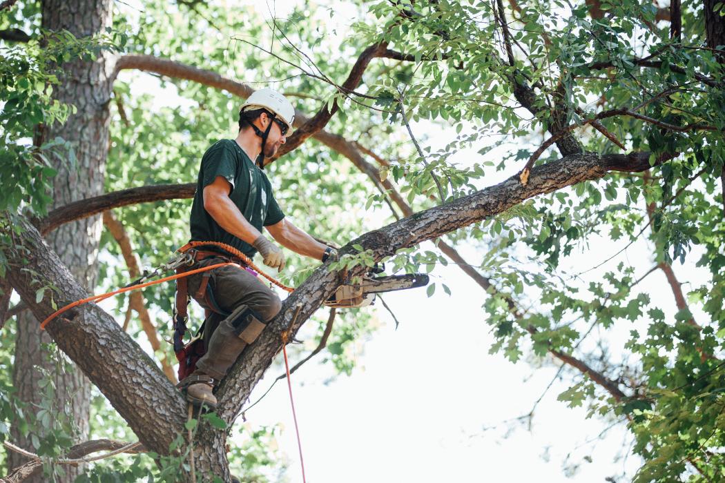 Top Tier Trees Image