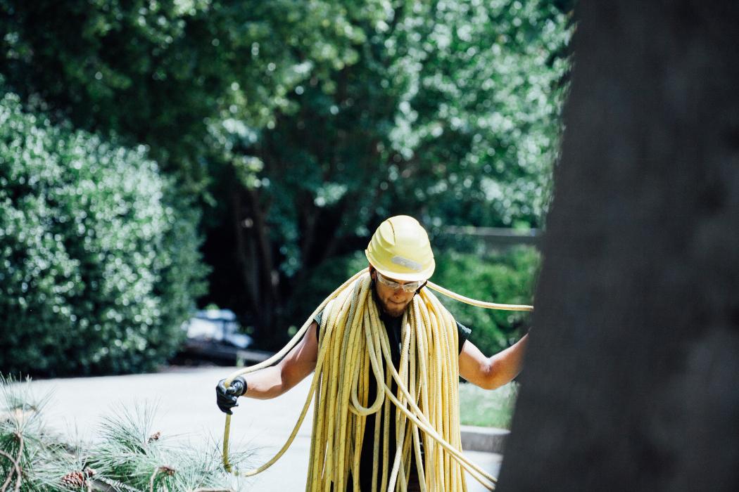 Top Tier Trees Image