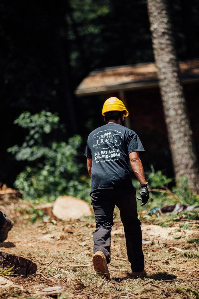 Top Tier Trees Image