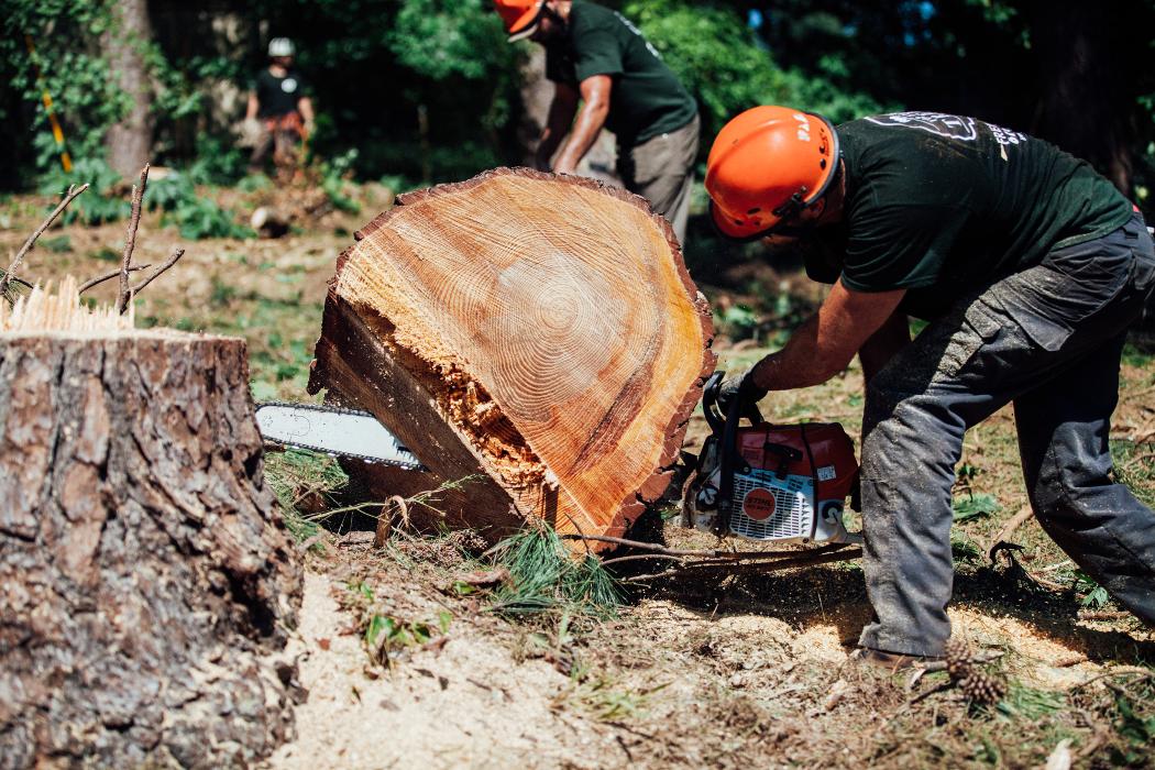 Top Tier Trees Image