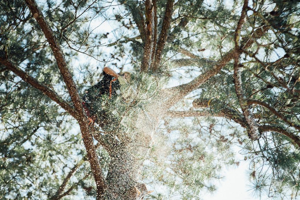 Top Tier Trees Image