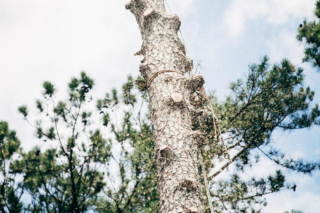 Top Tier Trees Image