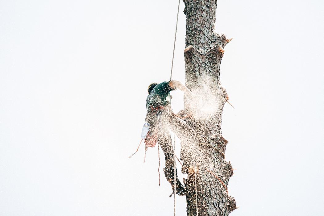 Top Tier Trees Image