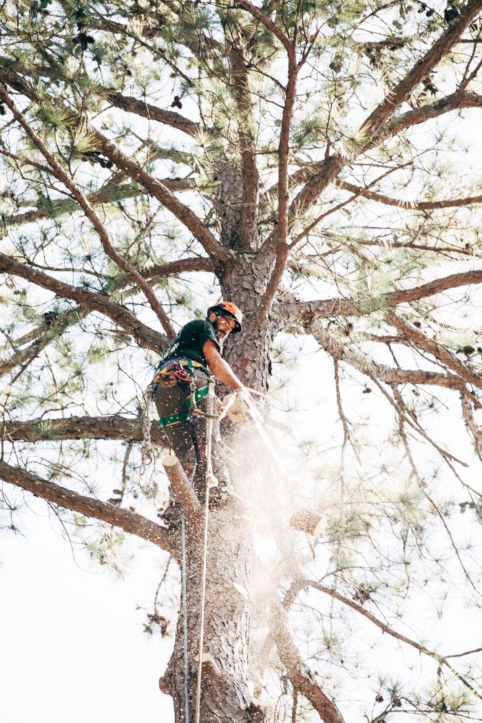 Top Tier Trees Image