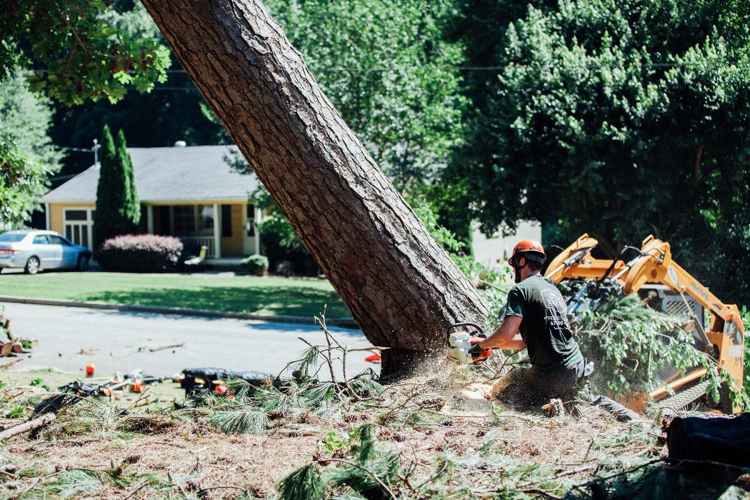 Top Tier Trees Image