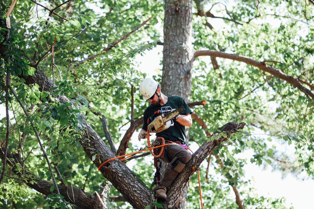 Top Tier Trees Image