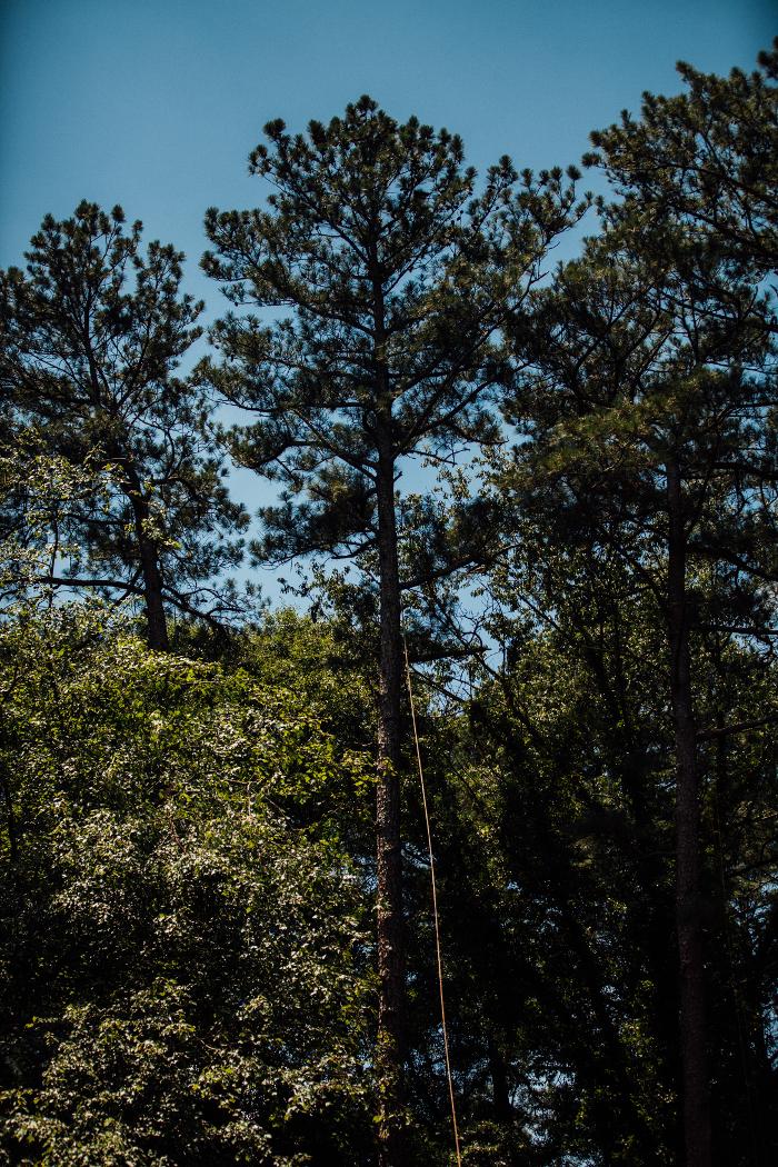 Top Tier Trees Image