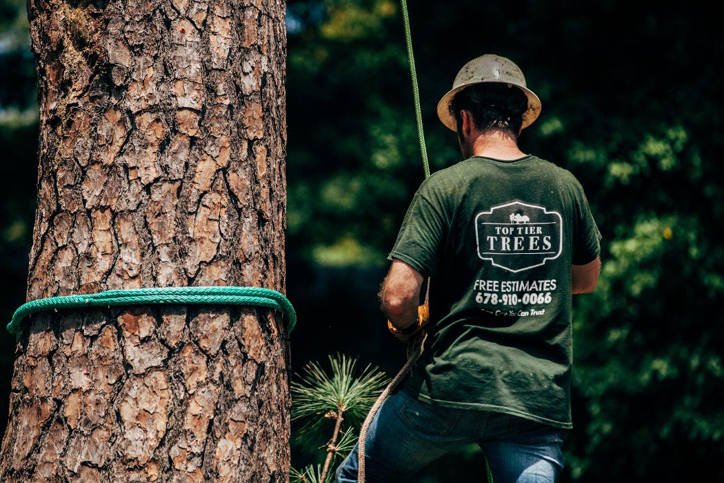 Top Tier Trees Image