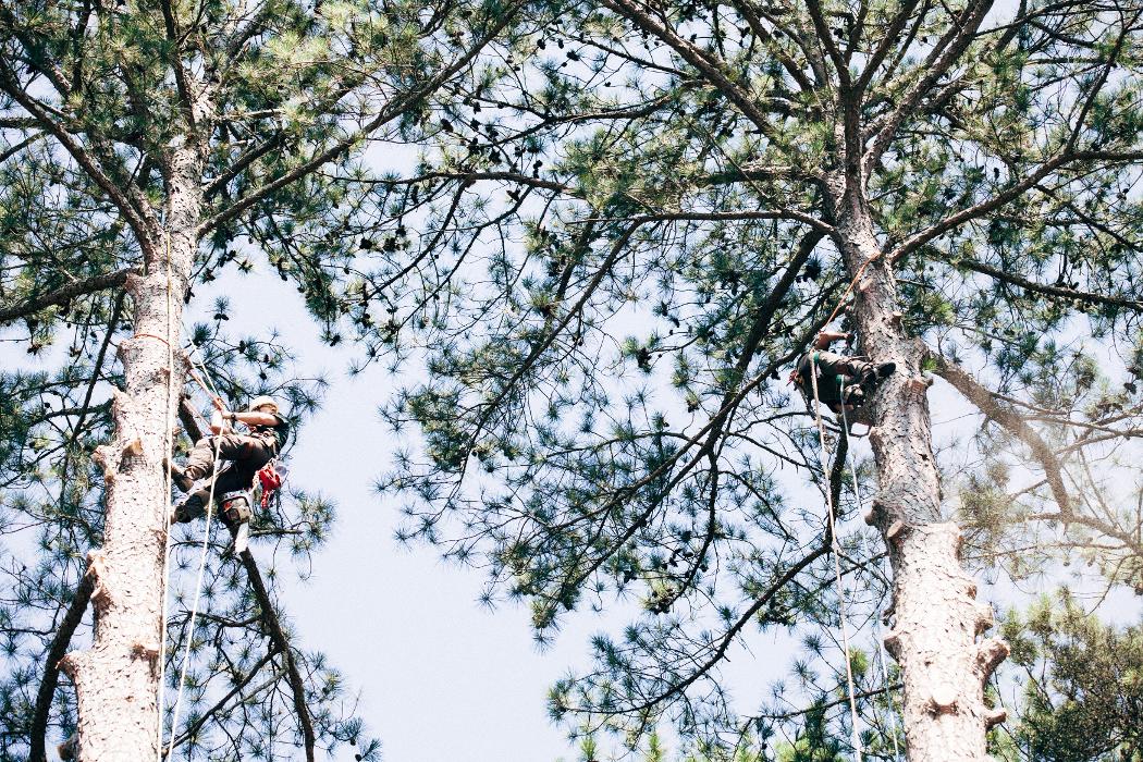 Top Tier Trees Image