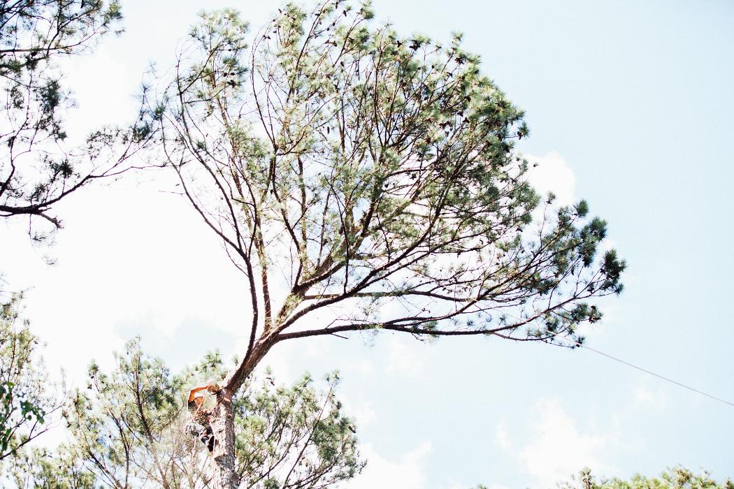 Top Tier Trees Image