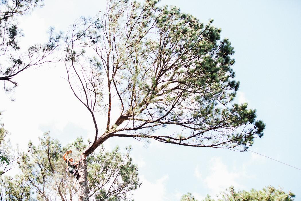 Top Tier Trees Image