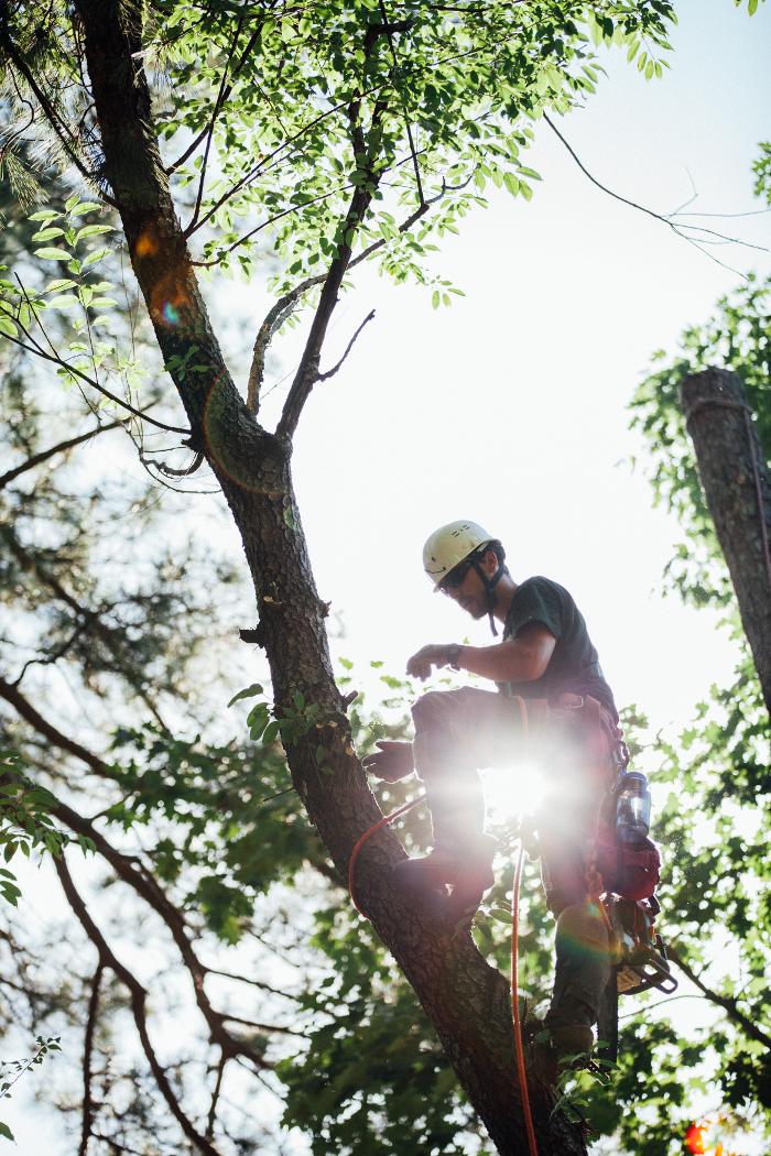 Top Tier Trees Image