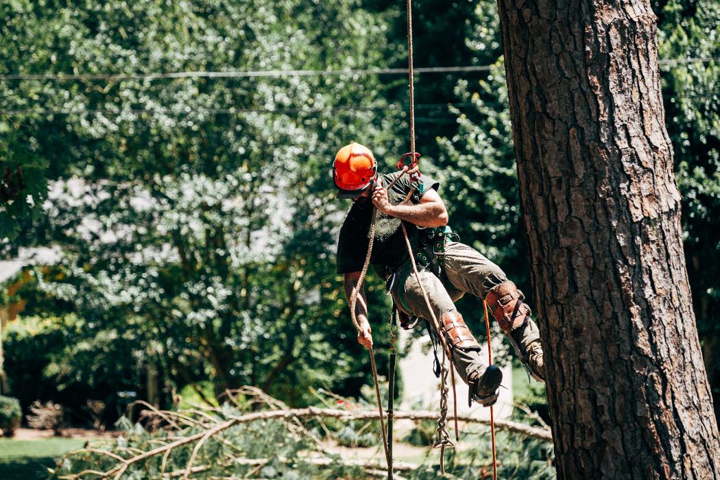 Top Tier Trees Image