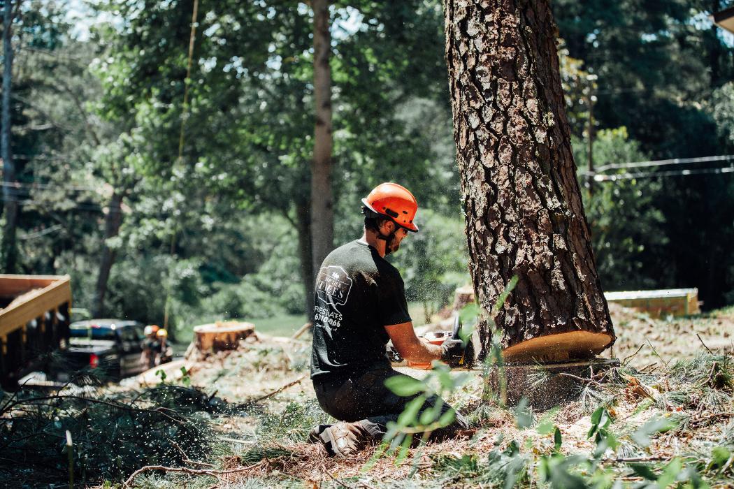 Top Tier Trees Image