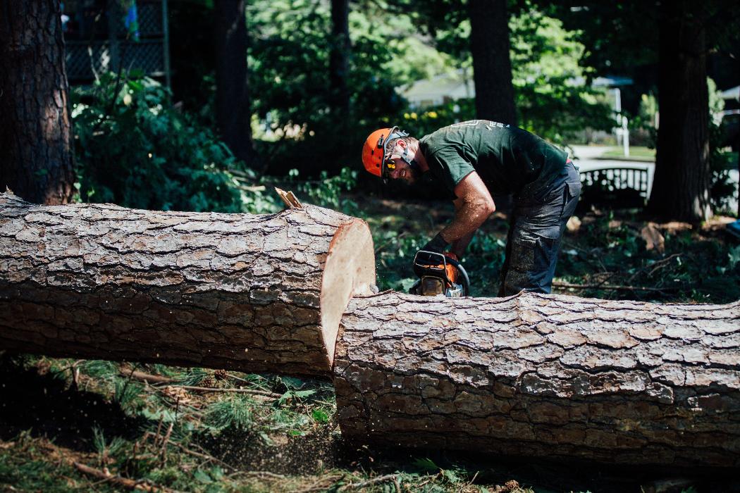 Top Tier Trees Image