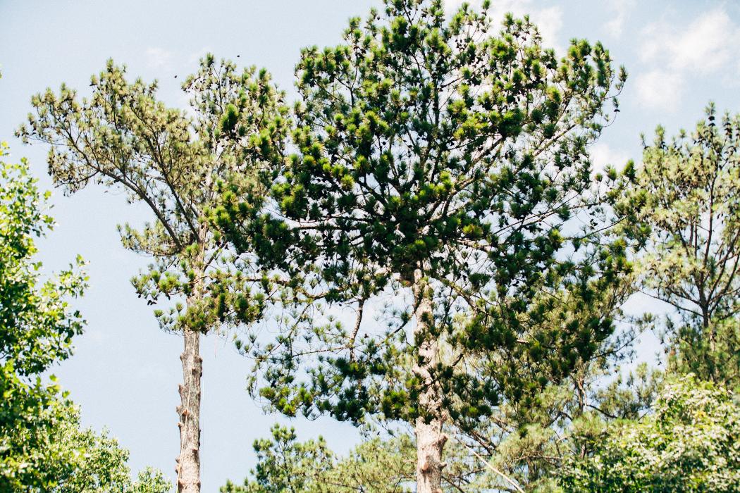 Top Tier Trees Image