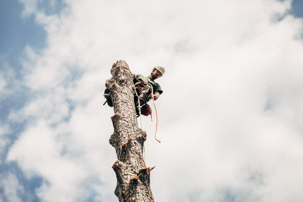 Top Tier Trees Image