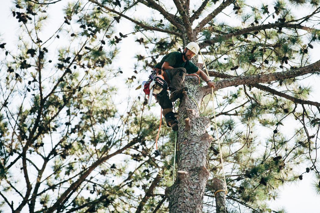 Top Tier Trees Image