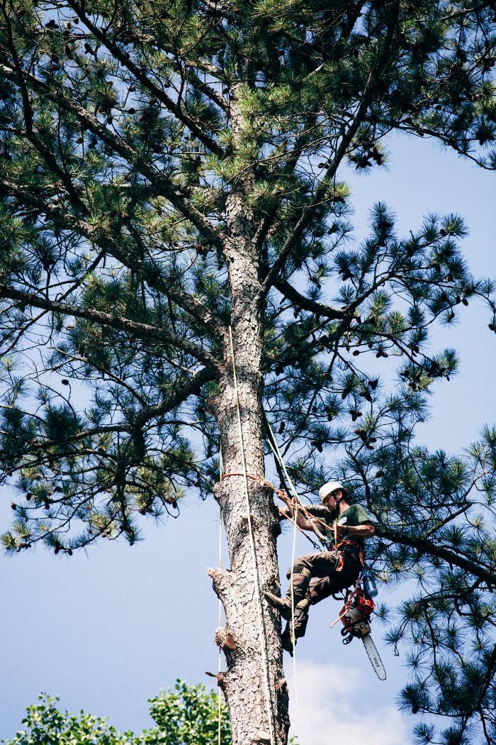 Top Tier Trees Image