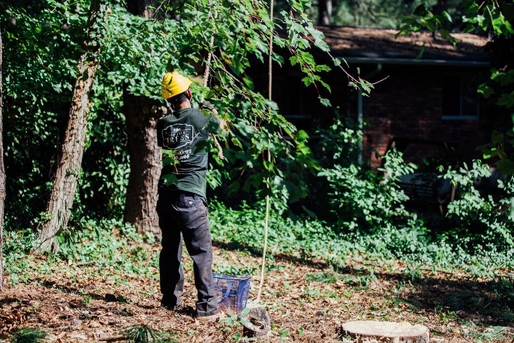 Top Tier Trees Image