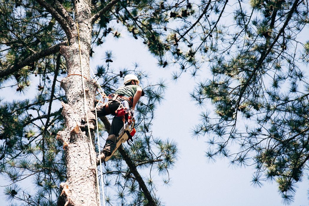 Top Tier Trees Image