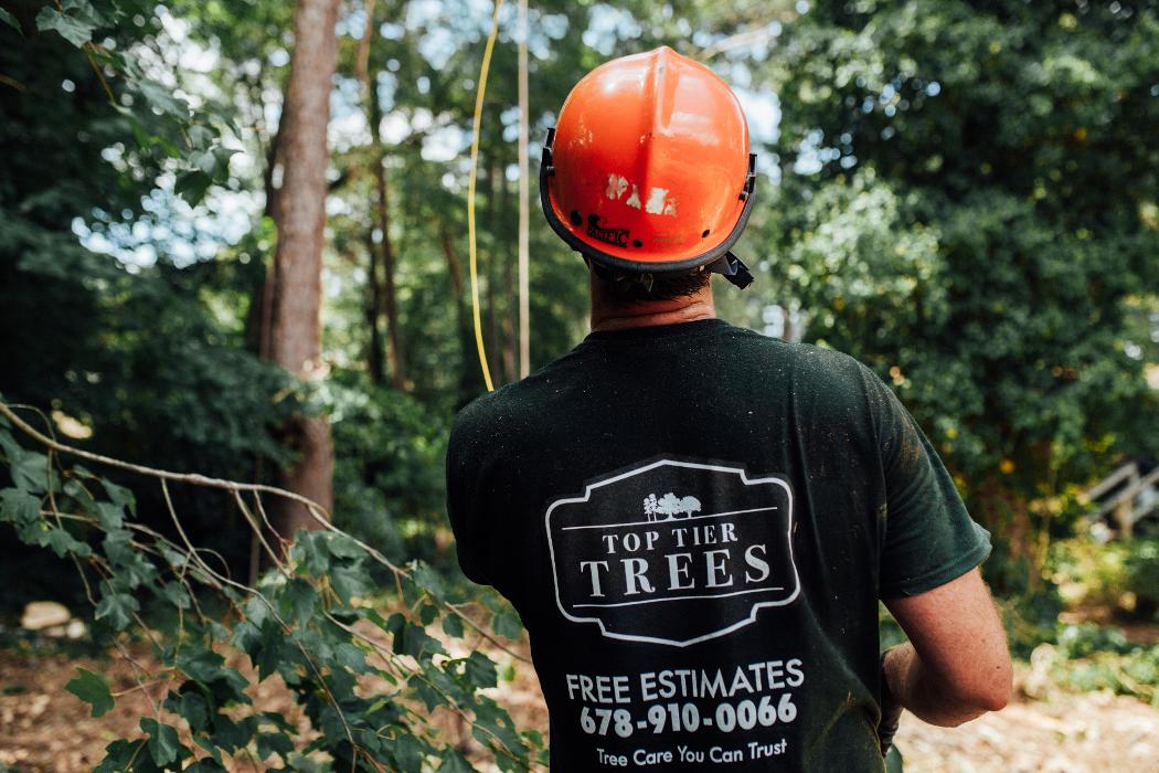 Top Tier Trees Image