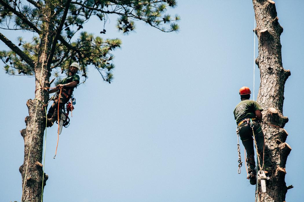 Top Tier Trees Image