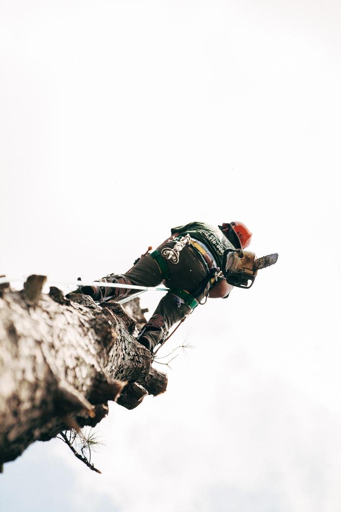 Top Tier Trees Image