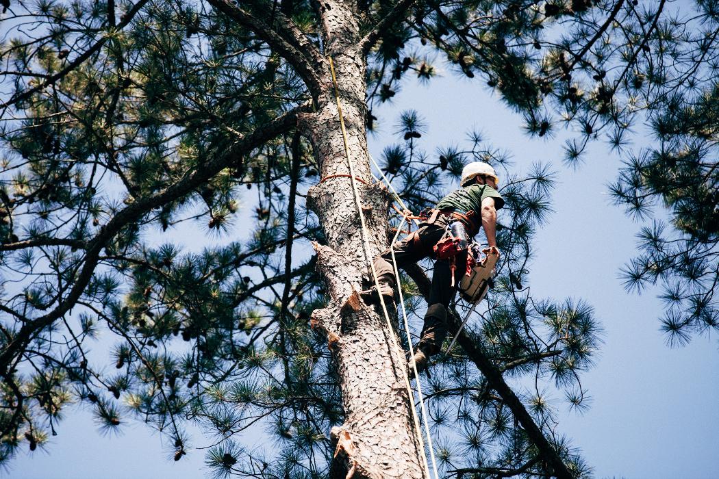 Top Tier Trees Image