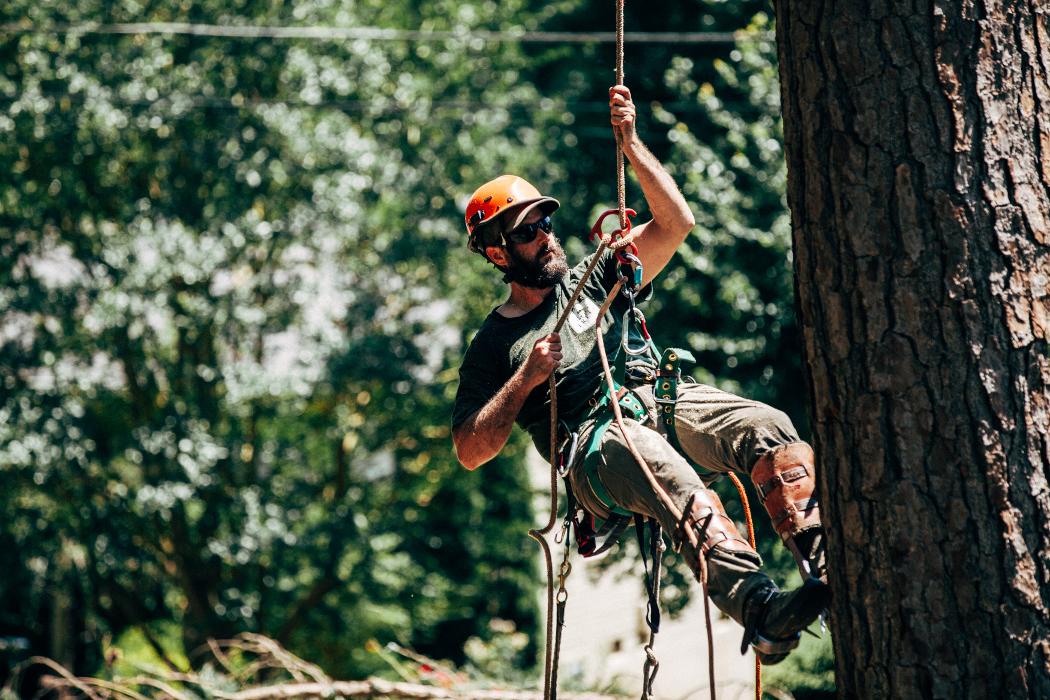 Top Tier Trees Image