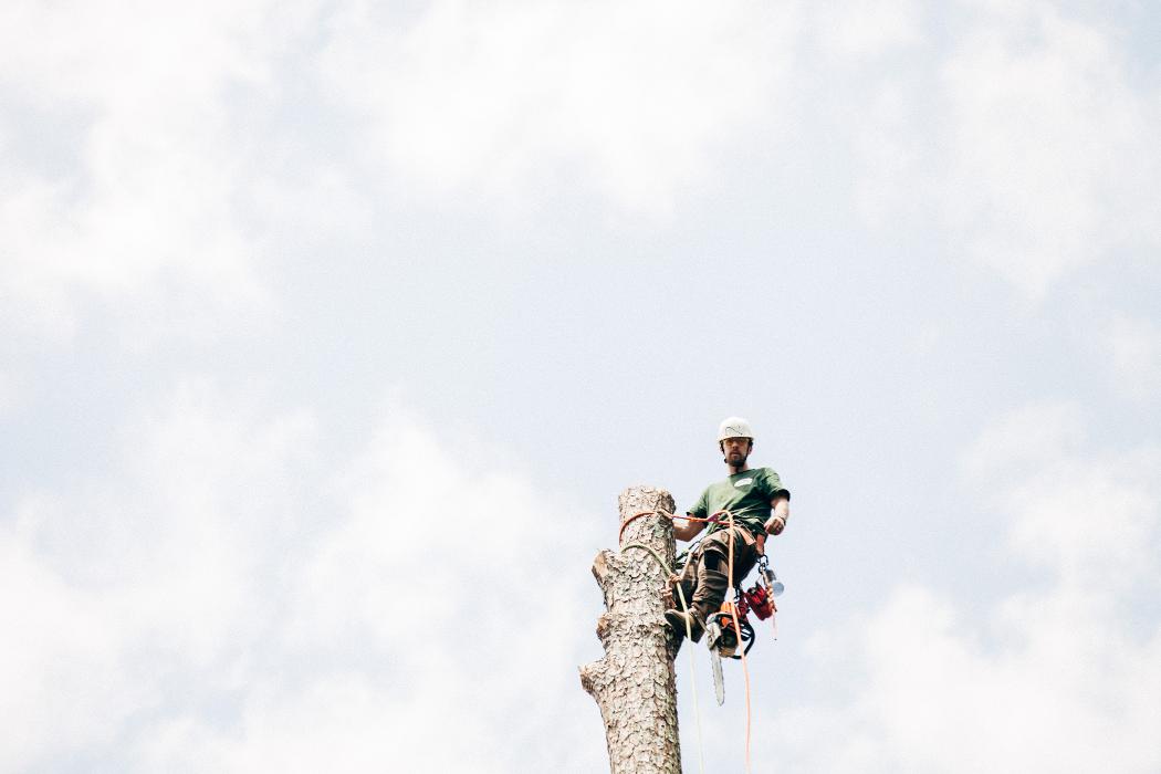 Top Tier Trees Image