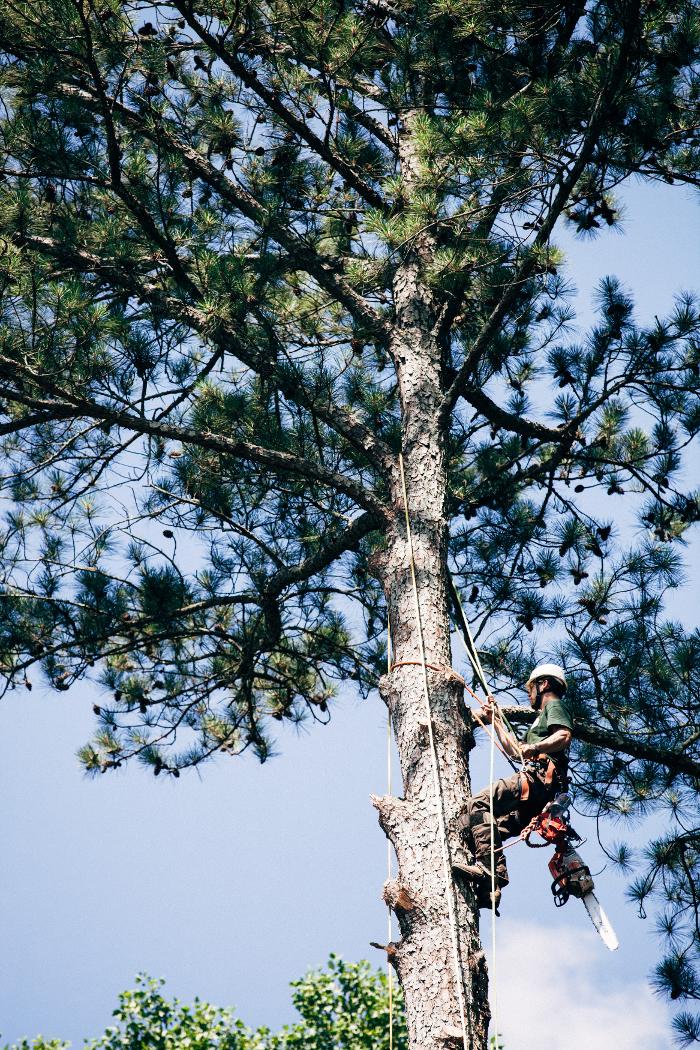 Top Tier Trees Image