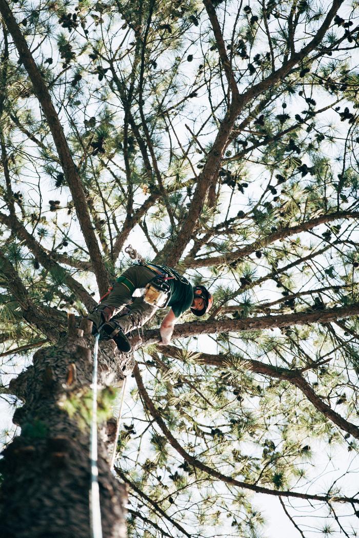 Top Tier Trees Image