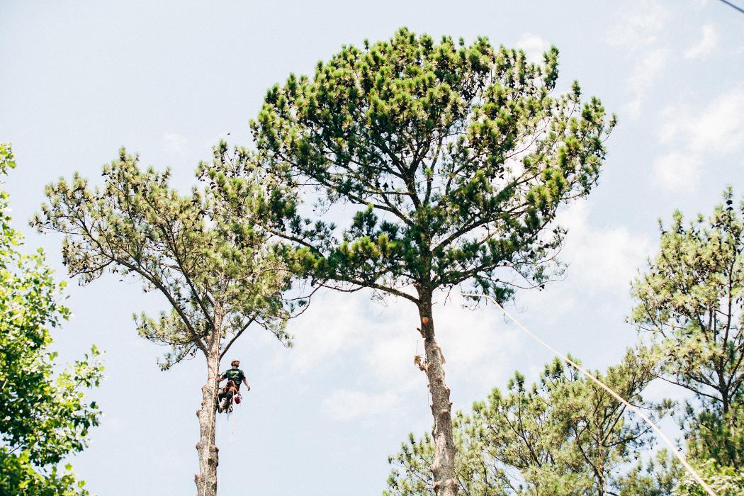 Top Tier Trees Image