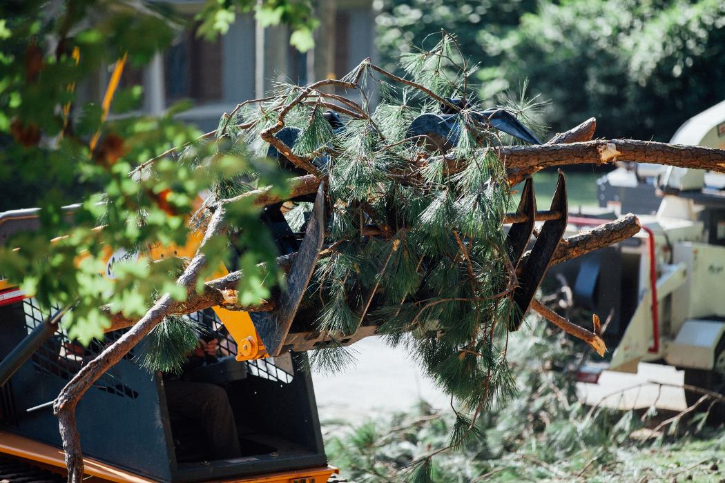 Top Tier Trees Image