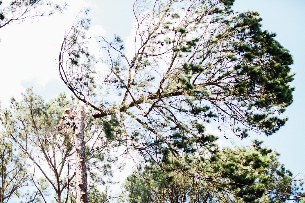 Top Tier Trees Image