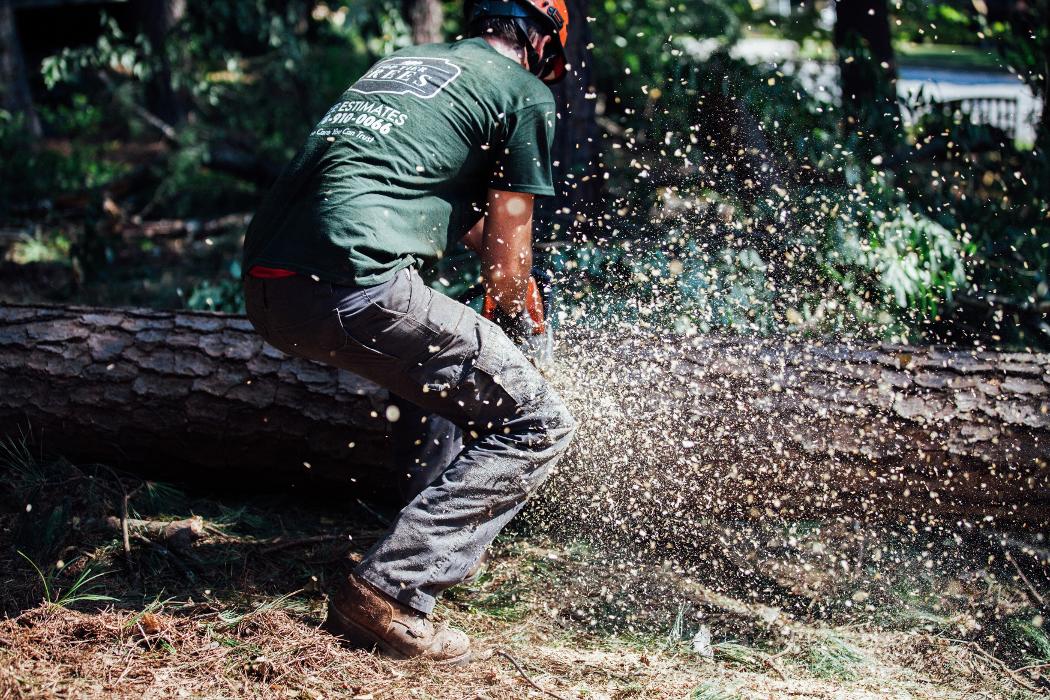 Top Tier Trees Image