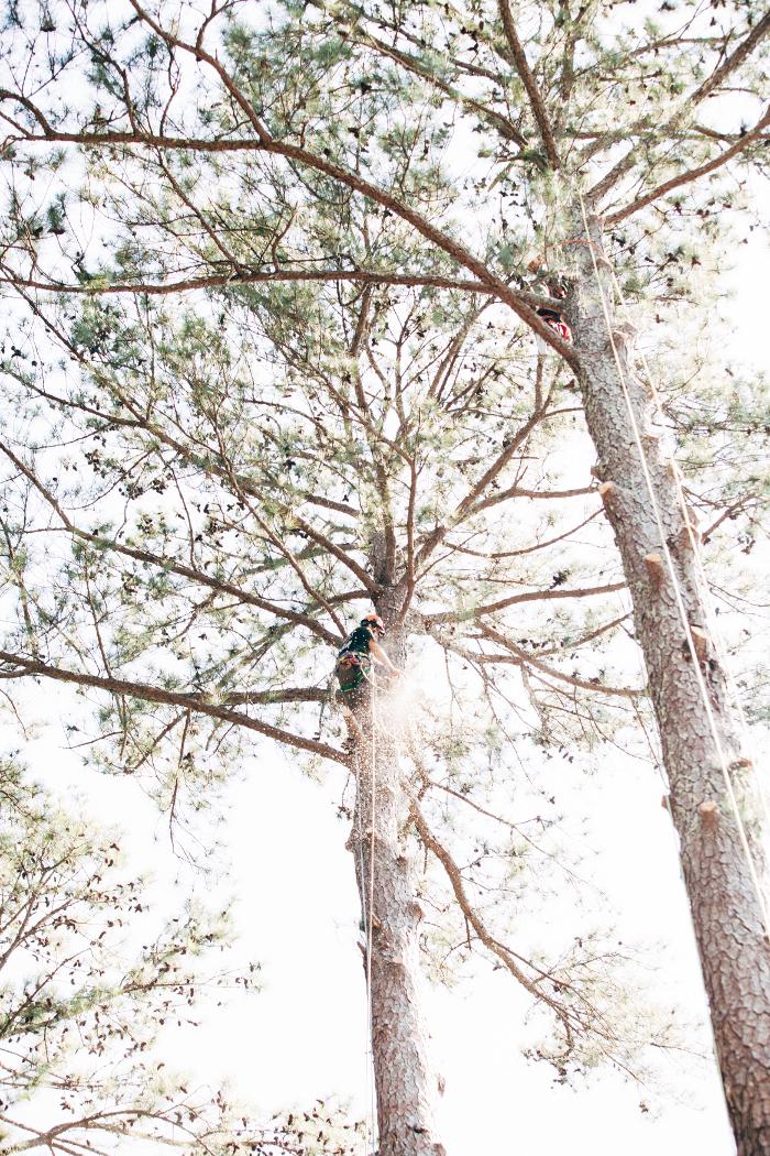 Top Tier Trees Image