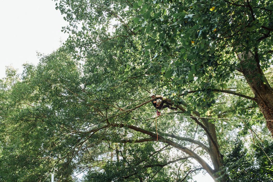 Top Tier Trees Image