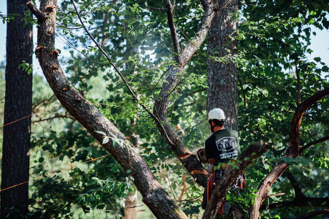 Top Tier Trees Image