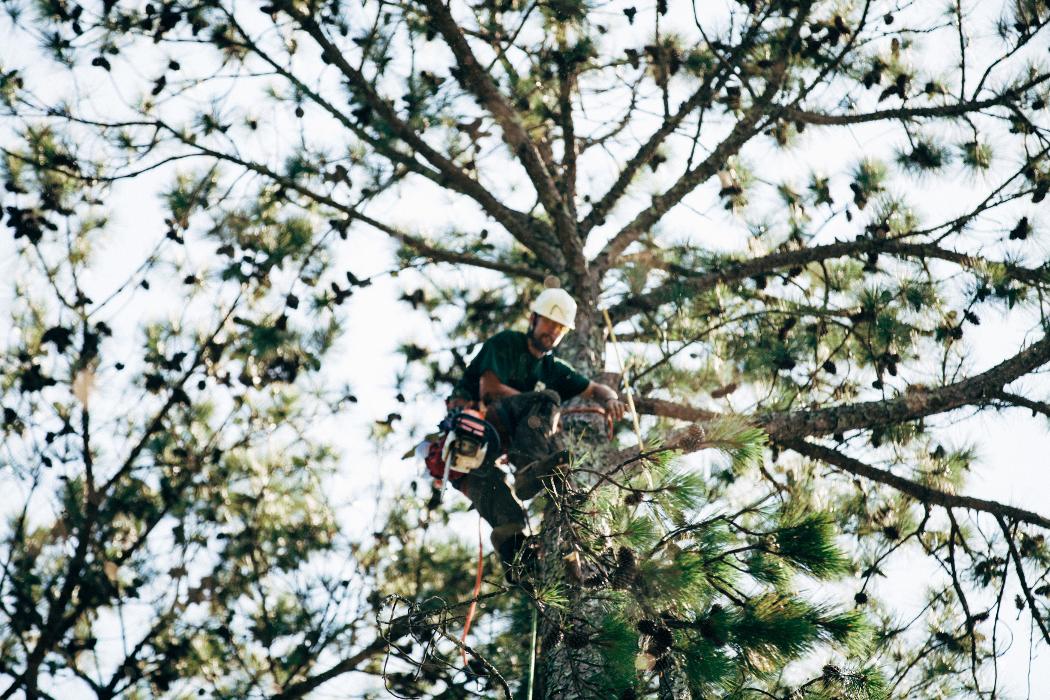 Top Tier Trees Image