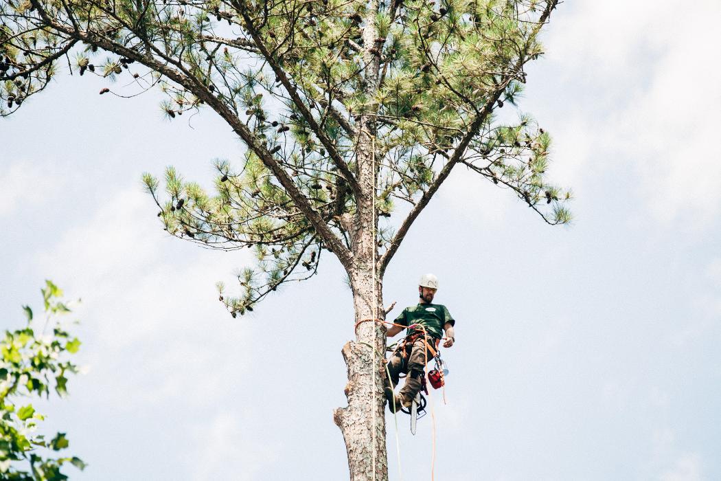 Top Tier Trees Image