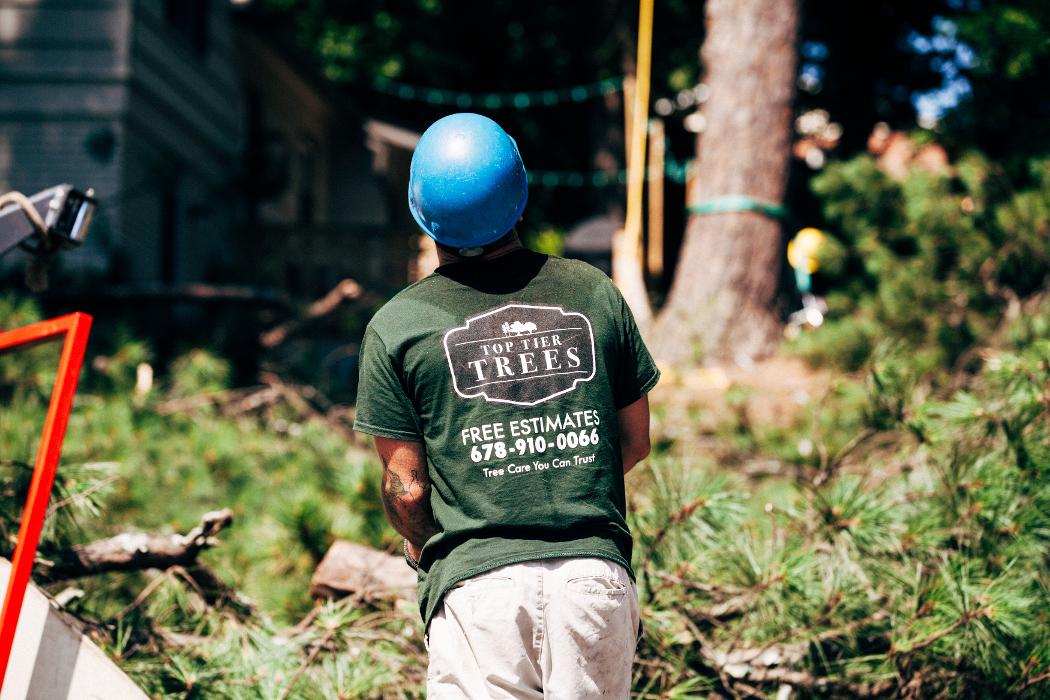 Top Tier Trees Image