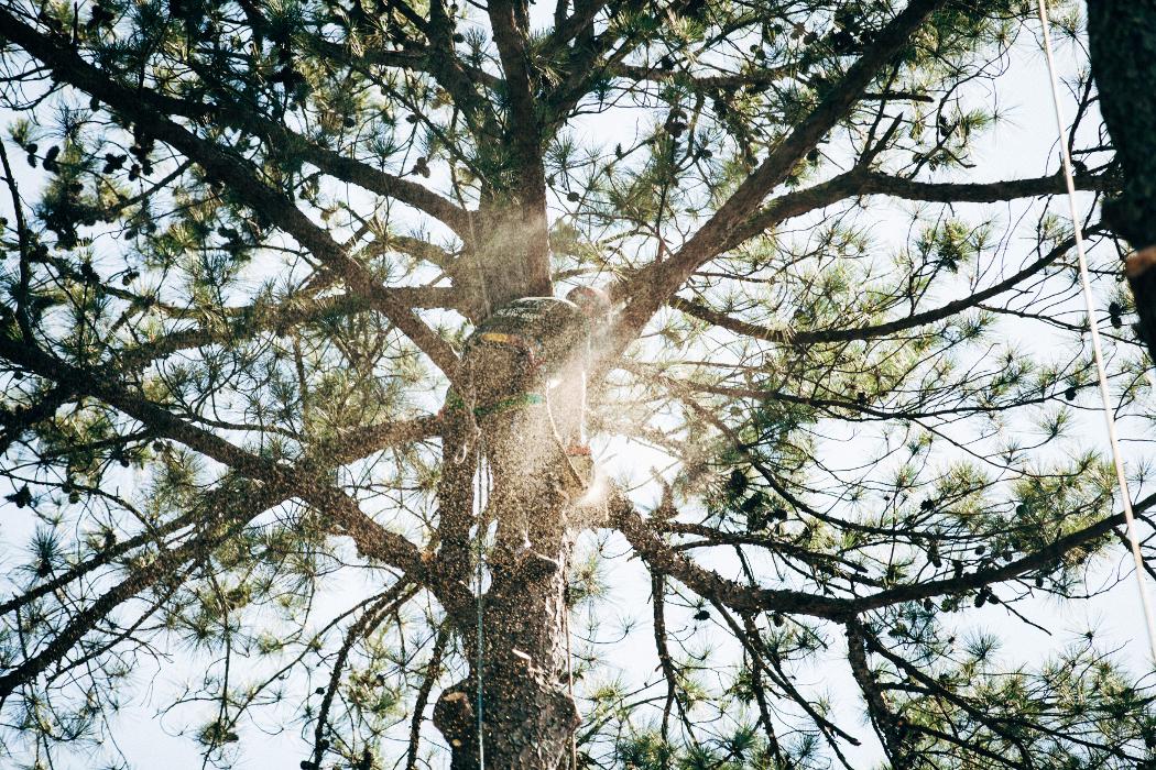 Top Tier Trees Image