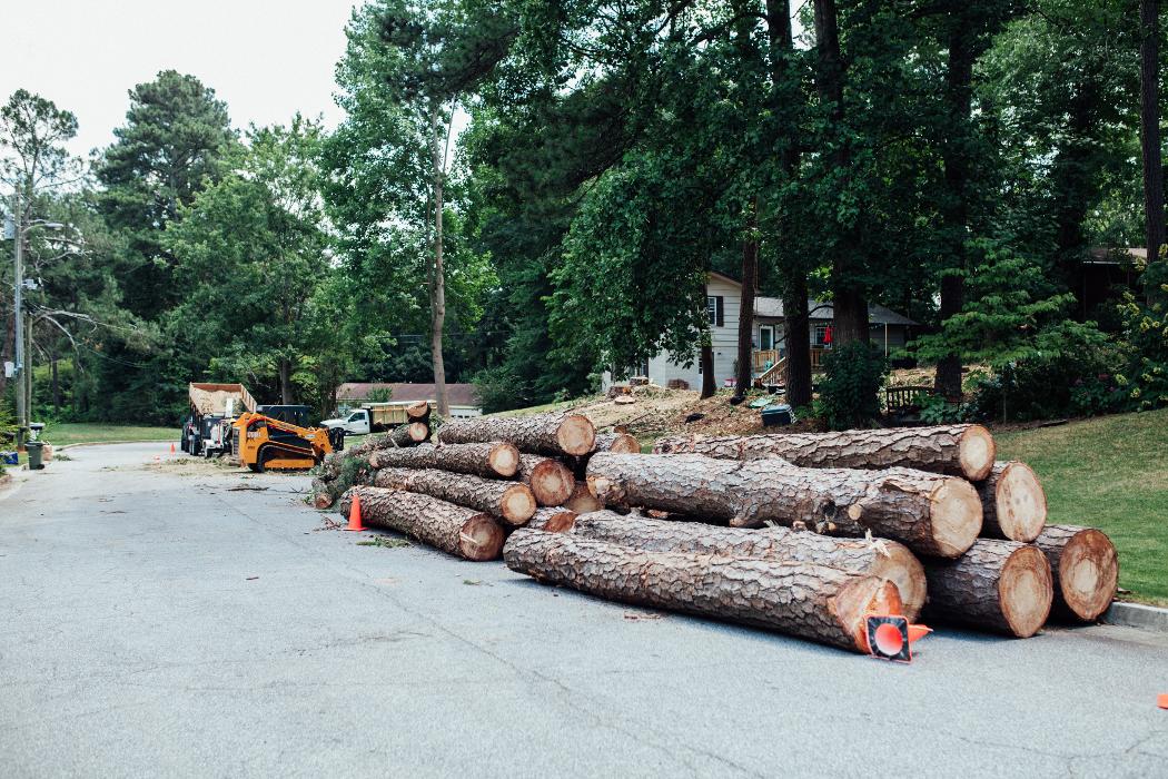 Top Tier Trees Image