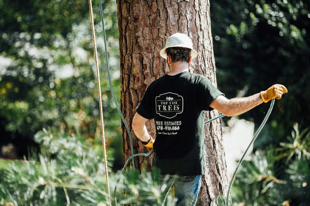 Top Tier Trees Image