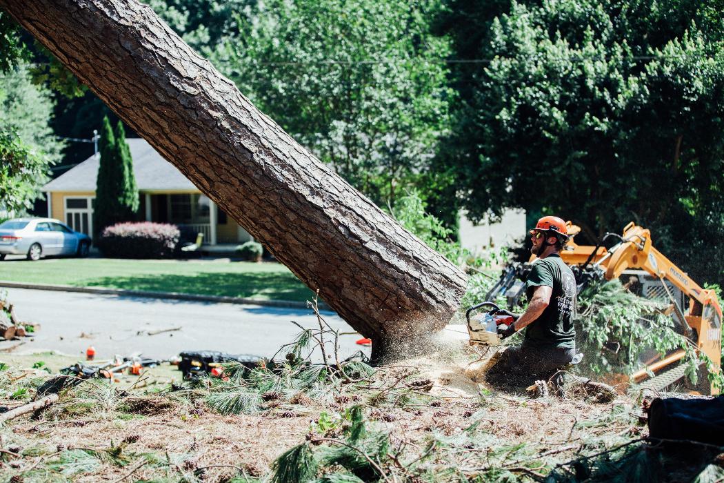 Top Tier Trees Image