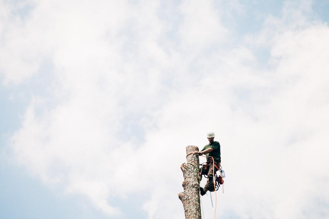 Top Tier Trees Image