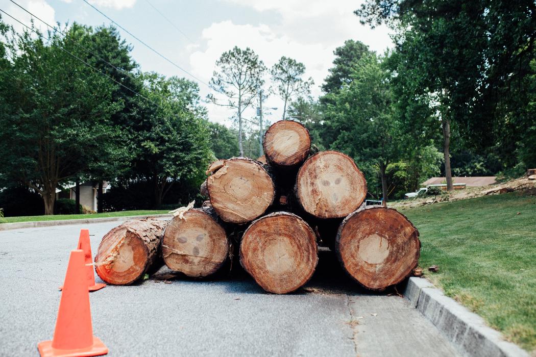 Top Tier Trees Image