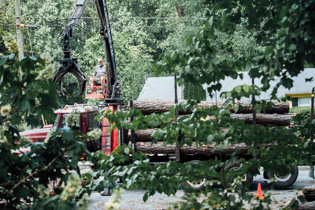 Top Tier Trees Image